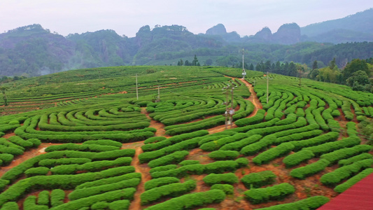 武夷山拇指茶园视频