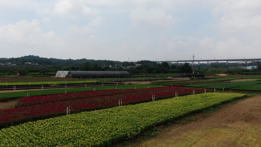 航拍农业花圃鲜花种植基地视频