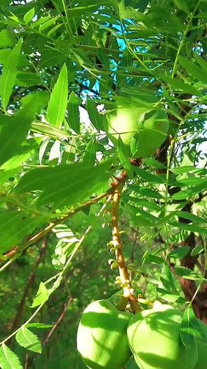 多角度多组镜头拍摄植物园里的野生核桃及核桃树99秒视频