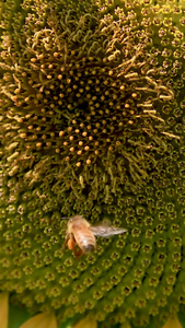 微距近距离拍摄向日葵花朵上采蜜的蜜蜂视频