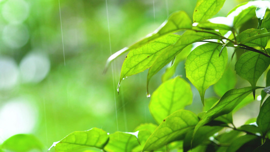 谷雨雨水初春植物大雨[淅沥沥]视频