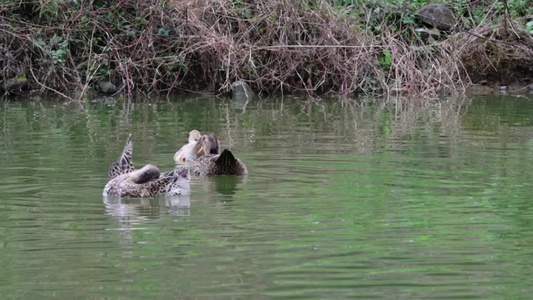 实拍鸭子在水中游和野外的小狗视频