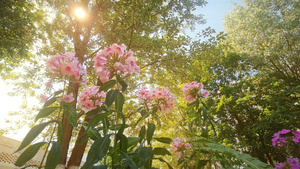 炎炎夏日阳光透过树叶洒下随风飘动的鲜花16秒视频