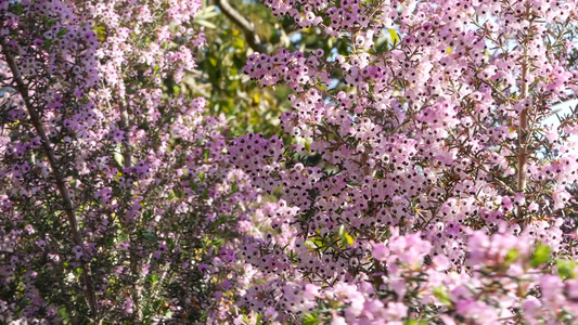 希思树粉红色的花朵美国加利福尼亚州视频
