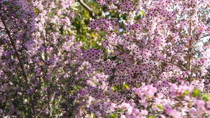 希思树粉红色的花朵美国加利福尼亚州12秒视频
