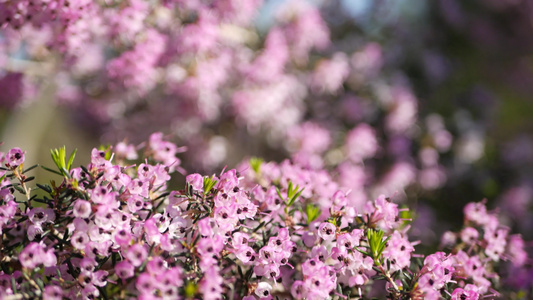 希思树粉红色的花朵视频