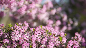希思树粉红色的花朵12秒视频