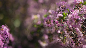 希思树粉红色的花朵美国加利福尼亚州8秒视频