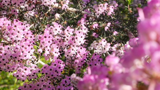 希思树粉红色的花朵美国加利福尼亚州Ericaarborea视频