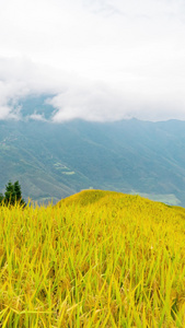 挂在天边的美景 桂林龙胜梯田视频