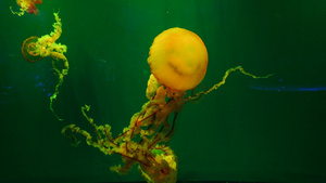 4k海刺水母24秒视频
