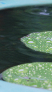 拍摄秋雨下的荷叶雨滴水珠素材视频