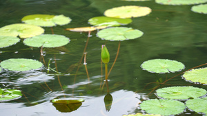 4k湖面的睡莲花苞11秒视频