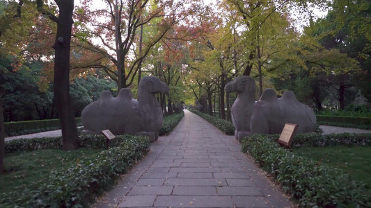 南京明孝陵风景区石象路骆驼雕塑视频