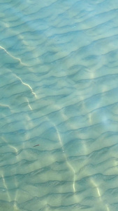 三亚海边浅滩里的鱼儿海洋生物视频