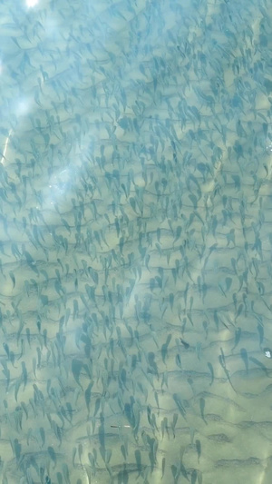 三亚海边浅滩里的鱼儿海洋动物19秒视频
