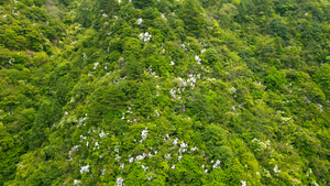 浙江南部森林山谷自然风光航拍合集4K53秒视频