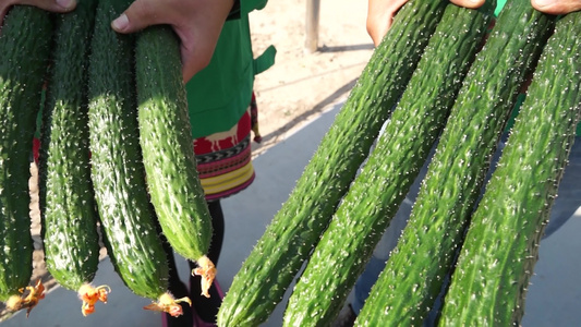 蔬菜大棚黄瓜种植视频