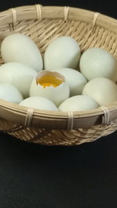  乌鸡蛋绿壳鸡蛋视频
