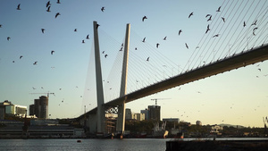 鸽子飞翔在大桥上18秒视频