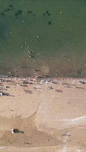 俯拍大海海浪沙滩海鸥视频