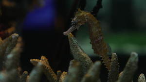 海洋馆海底世界45秒视频