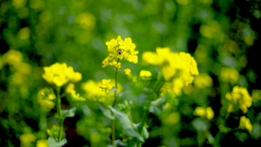 油菜花视频