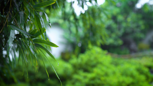 4k下雨雨天竹叶特写视频视频