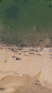 俯拍大海海浪沙滩海鸥视频