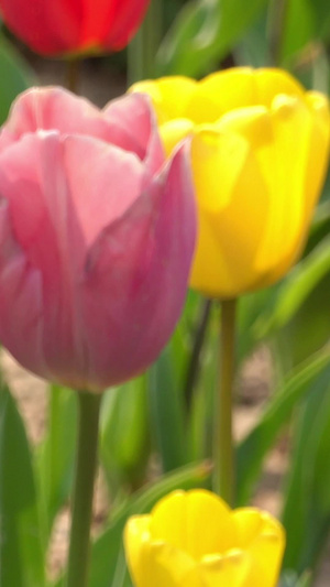 春季自然风光郁金香视频合集44秒视频