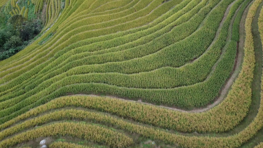 航拍桂林龙胜梯田视频