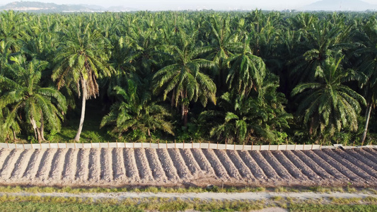 种植在新种植园的空中滑动视频