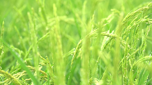 五常大米水稻稻田视频