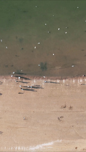 大海海浪沙滩风景浪花竖屏航拍 视频