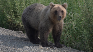 恰特卡棕熊站在砂砾乡村公路路边的路上8秒视频