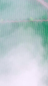 航拍清晨云雾缭绕的茶园视频素材视频