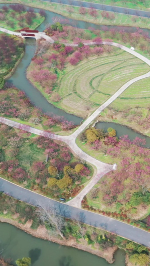 花开海上生态园梅花园郊野公园88秒视频