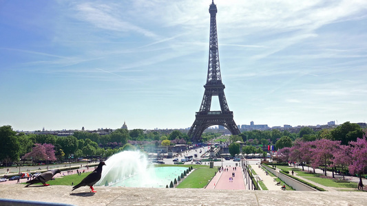 飞鸽鸟在热带小溪中以法国巴黎的埃菲尔塔为食人之地视频
