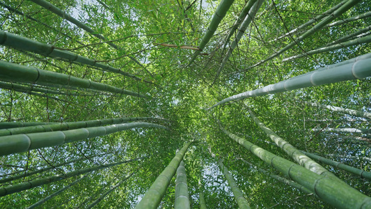 4k春意竹林竹子竹海空镜头视频