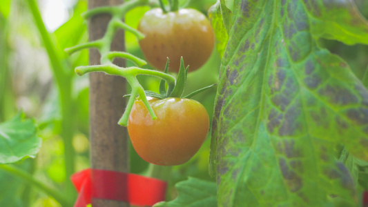 4K实拍大棚蔬菜红色西红柿有机蔬菜视频