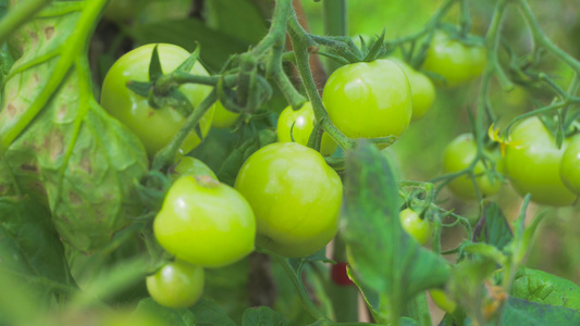 4K实拍大棚蔬菜青色西红柿有机蔬菜视频