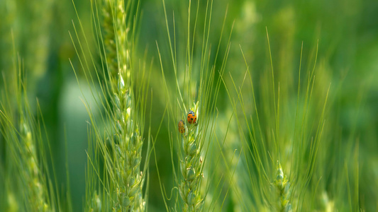 4K实拍七星瓢虫在麦子上栖息视频素材视频