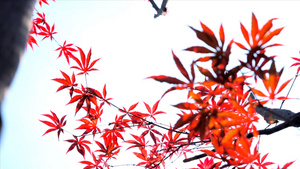 4K实拍秋天风景红色枫叶25秒视频