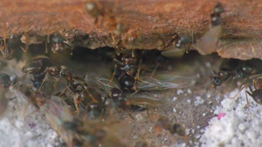 墙边的翅膀蚂蚁关闭4k视频