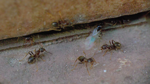 墙边的蚂蚁17秒视频