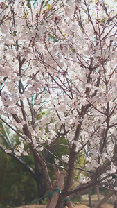 阳光下的樱花树春暖花开视频