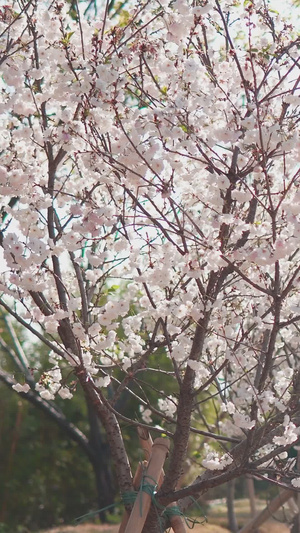 阳光下的樱花树春暖花开29秒视频