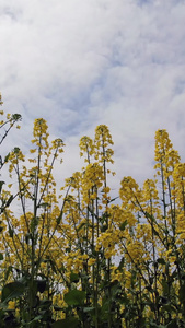 油菜花春暖花开视频