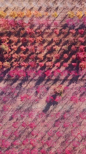 山东日照秋季的红枫林植树造林39秒视频