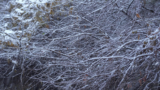 枯枝下雪冬季视频